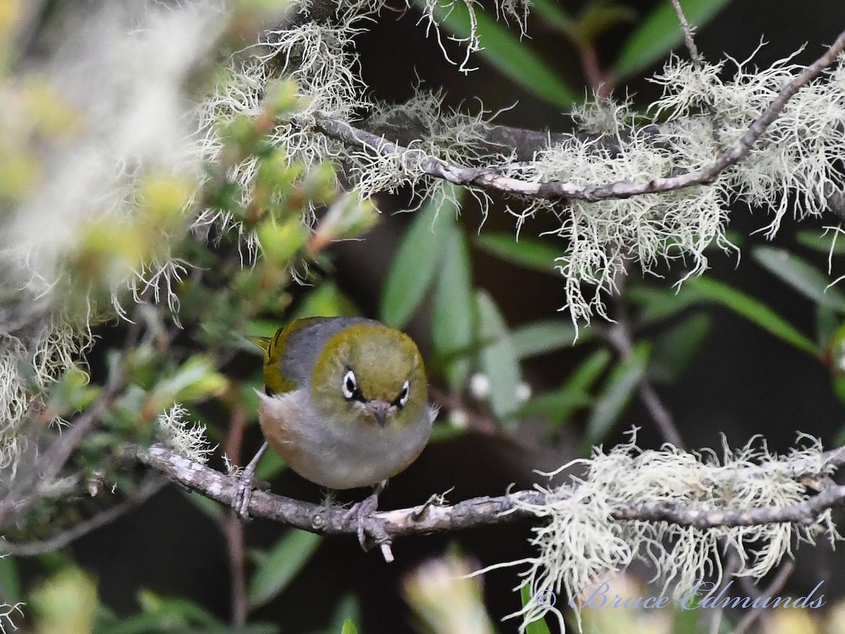 Silvereye - ML539845281