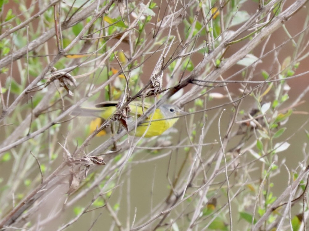Nashville Warbler - ML539845361