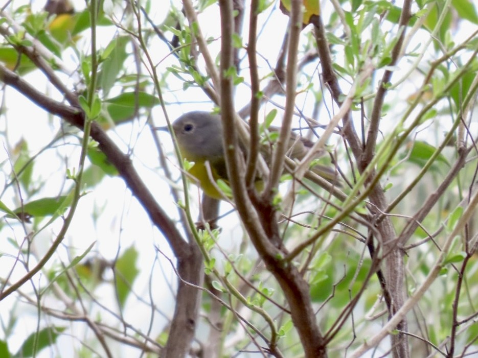 Nashville Warbler - ML539845371