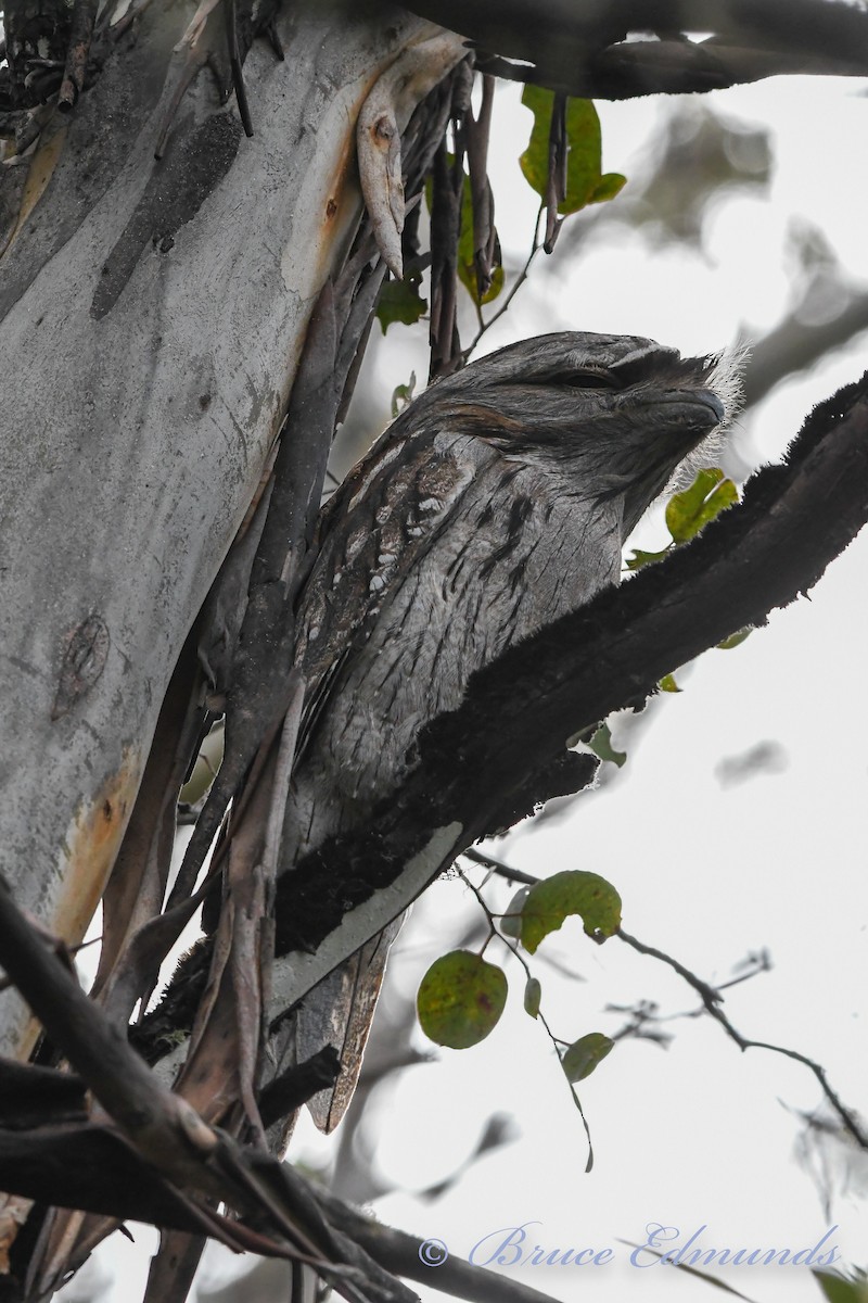 Tawny Frogmouth - ML539845471