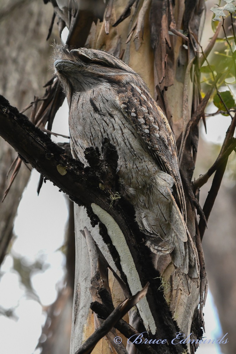 Tawny Frogmouth - ML539845481