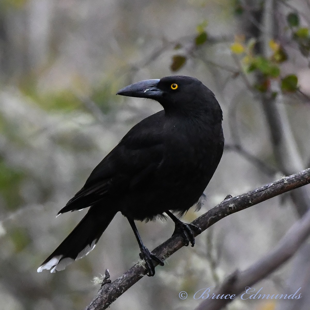 Black Currawong - ML539845641