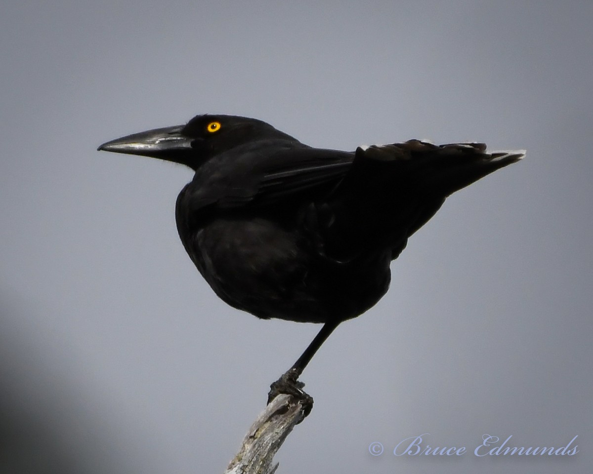 Black Currawong - ML539845651