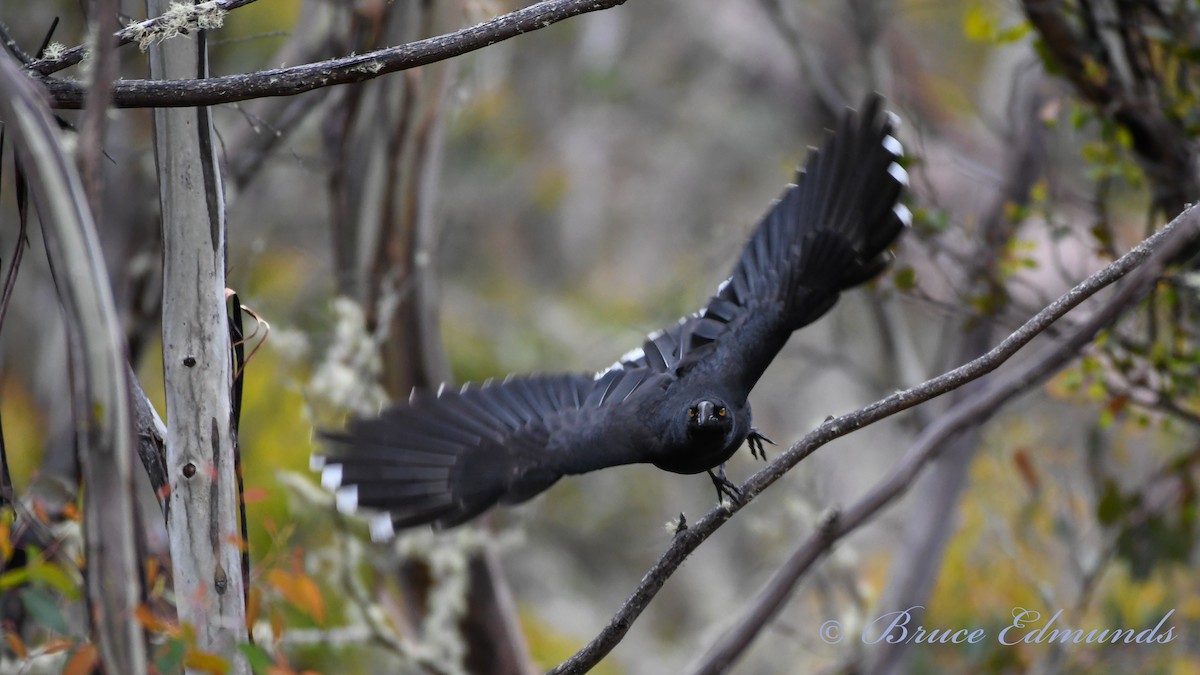 Black Currawong - ML539845661