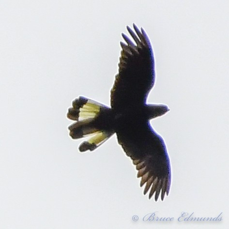 Yellow-tailed Black-Cockatoo - ML539845821