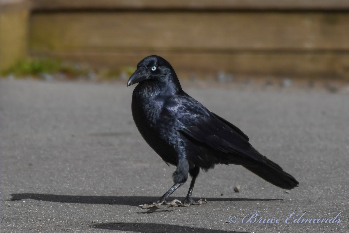 Forest Raven - ML539846041