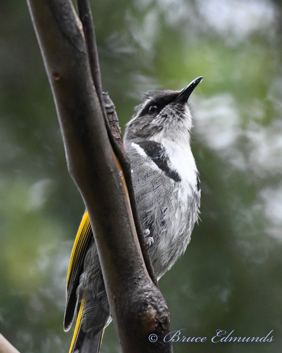 Crescent Honeyeater - ML539846171