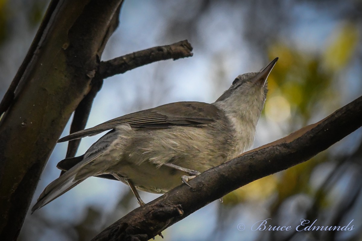 Gray Shrikethrush - ML539846301