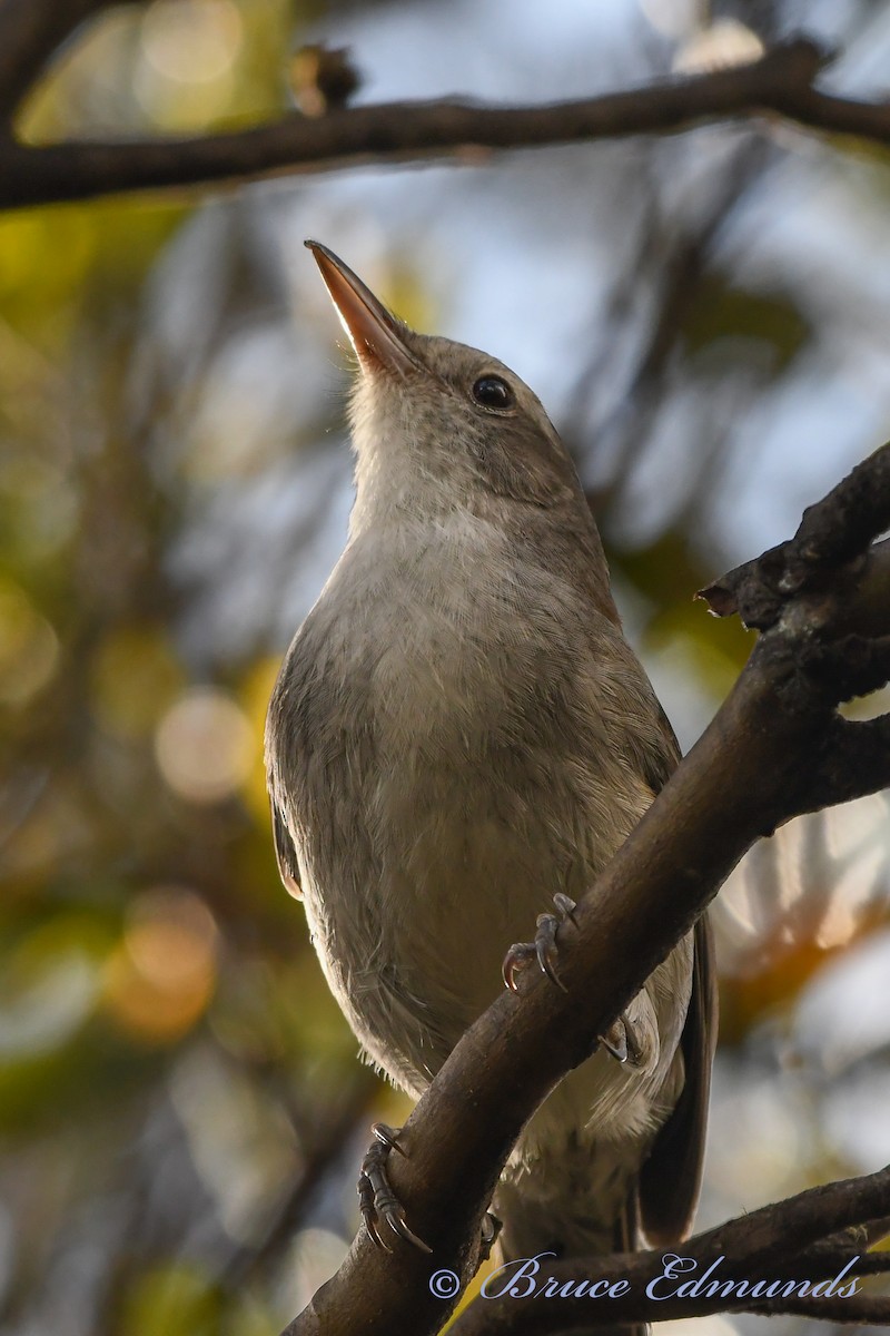 Gray Shrikethrush - ML539846331