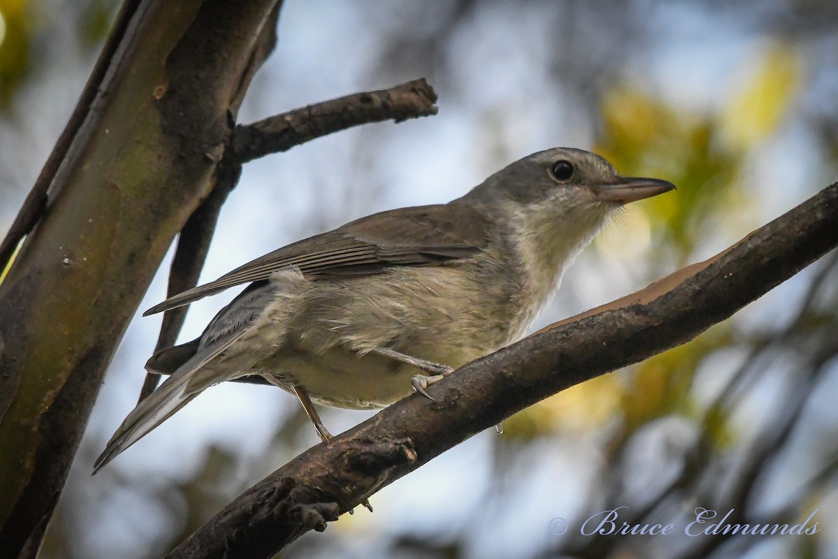 Gray Shrikethrush - ML539846341