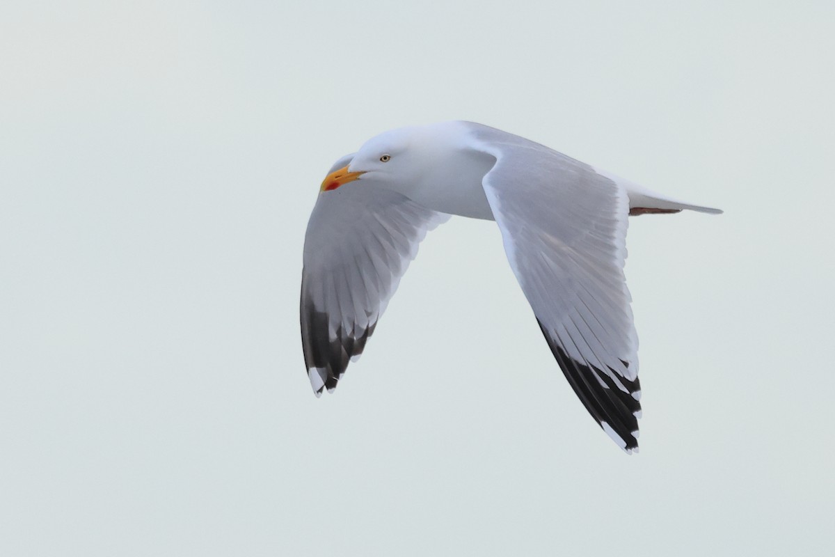 Herring Gull (European) - ML539847491
