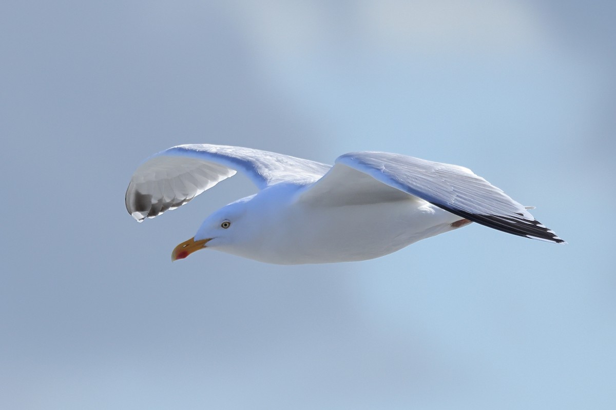 Herring Gull (European) - ML539847511