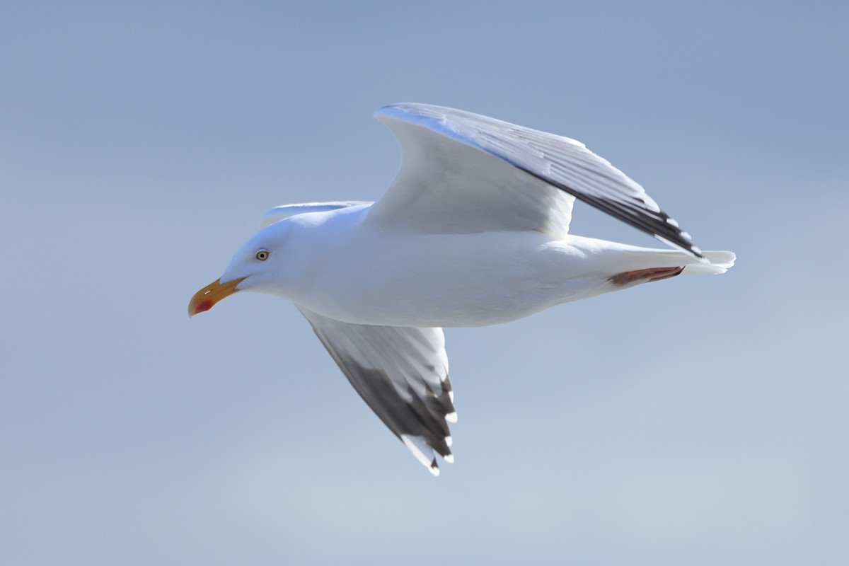 Herring Gull (European) - ML539847521