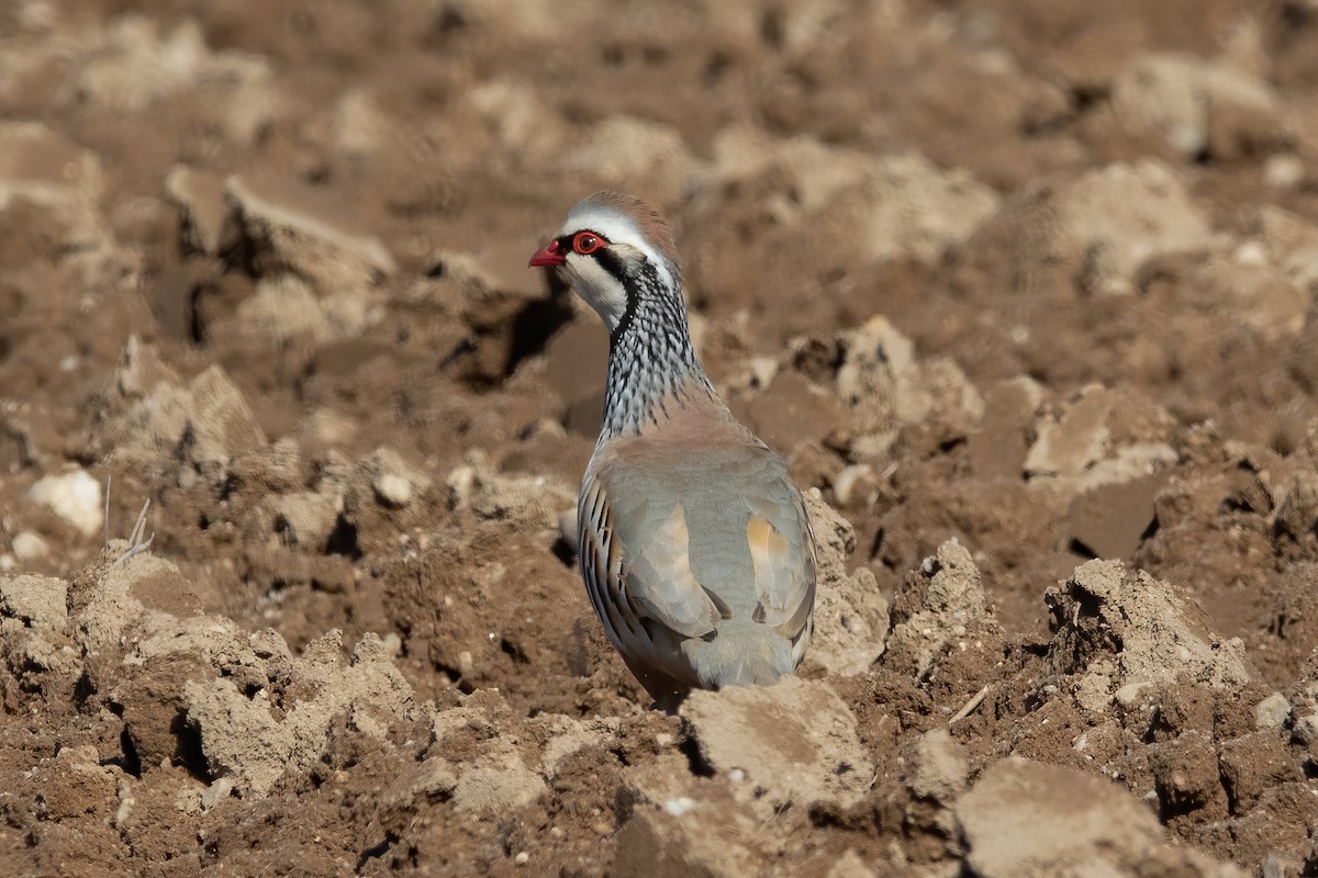 Red-legged Partridge - ML539852201
