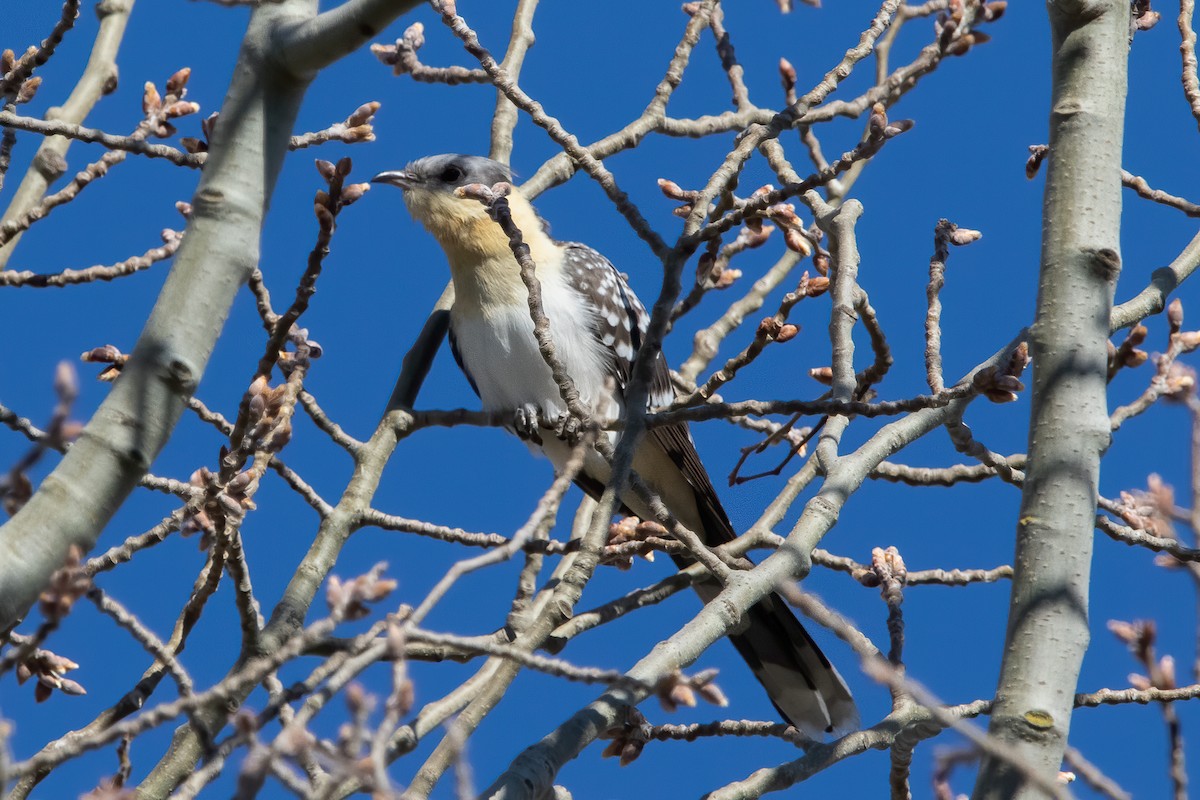 Great Spotted Cuckoo - ML539852271