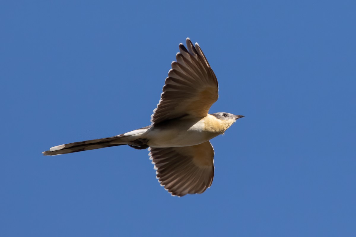 Great Spotted Cuckoo - ML539852291
