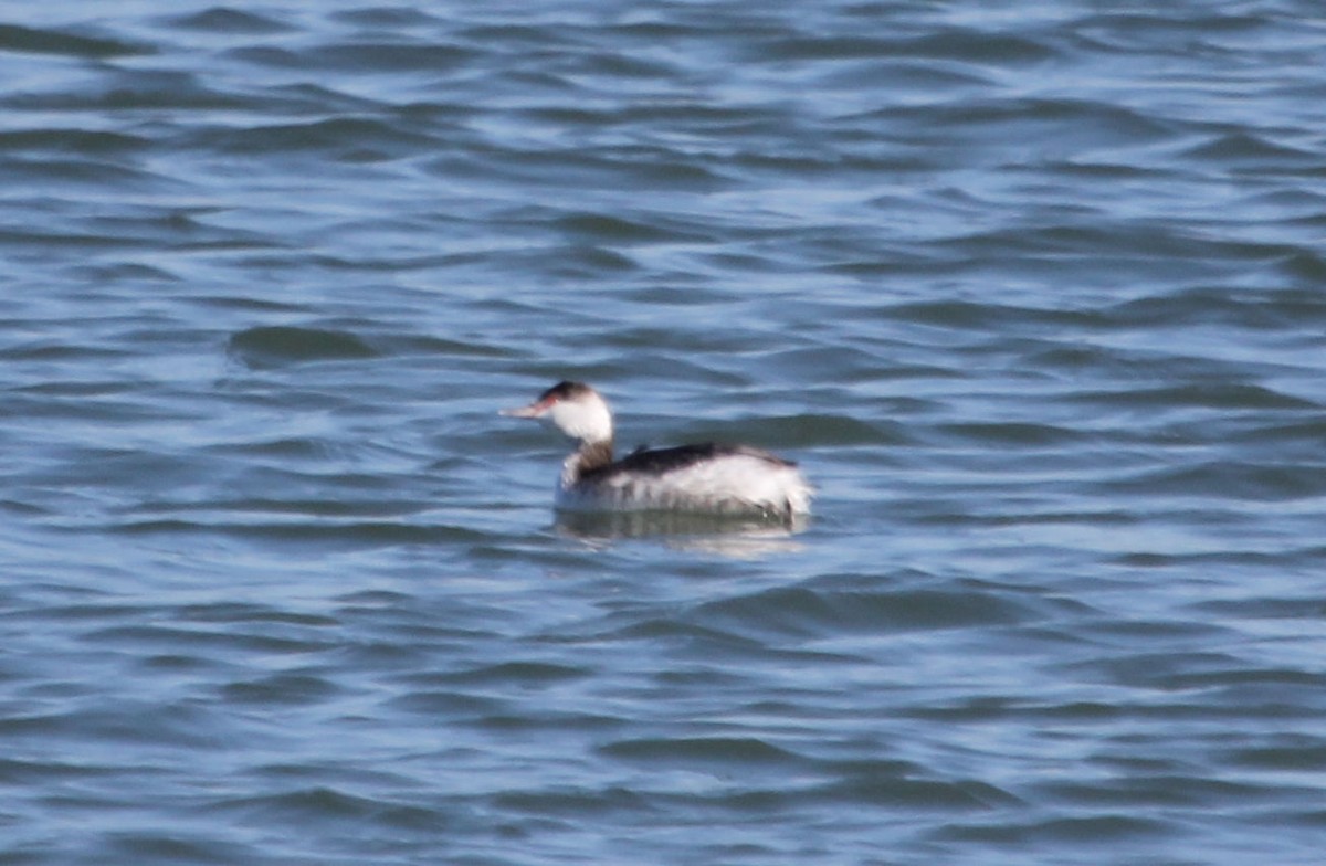 Horned Grebe - James Reed