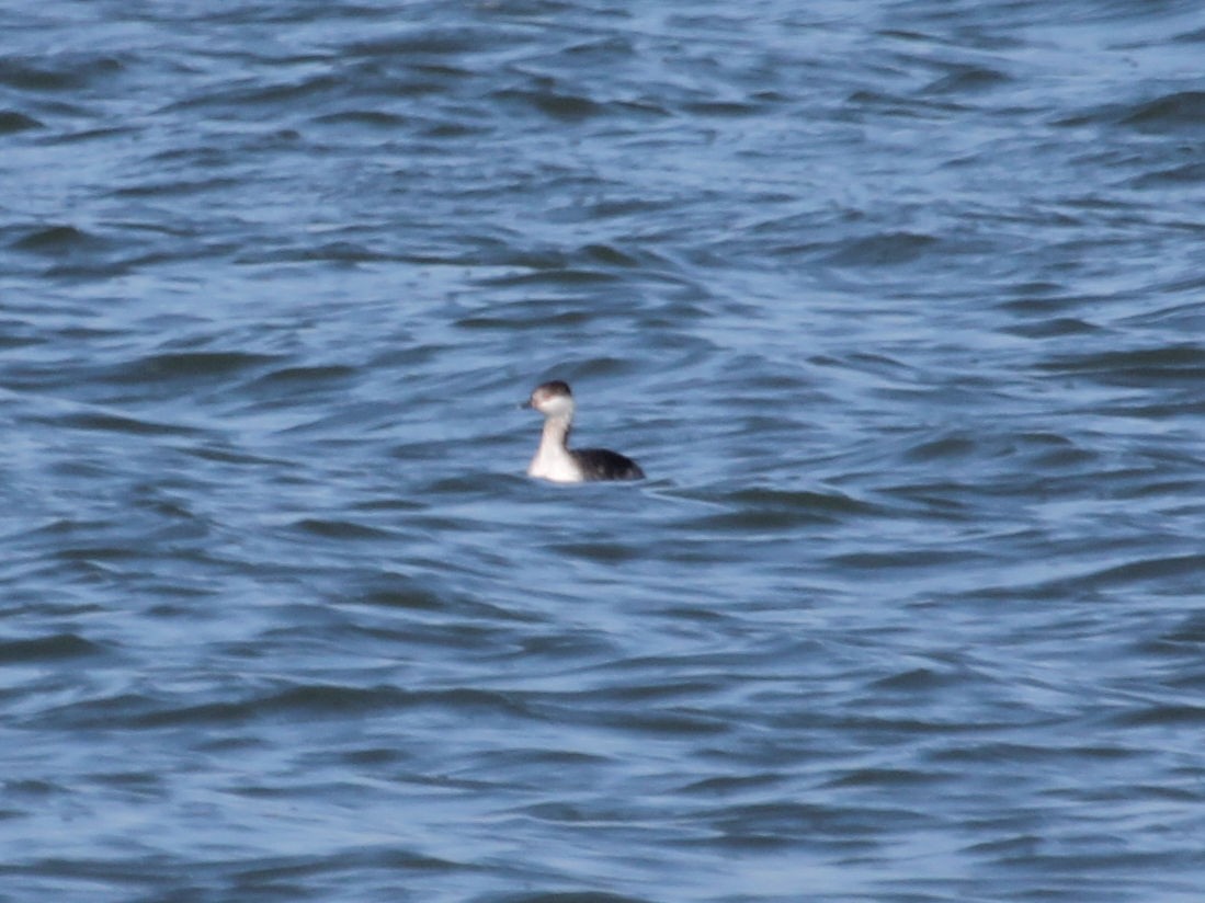 Horned Grebe - James Reed