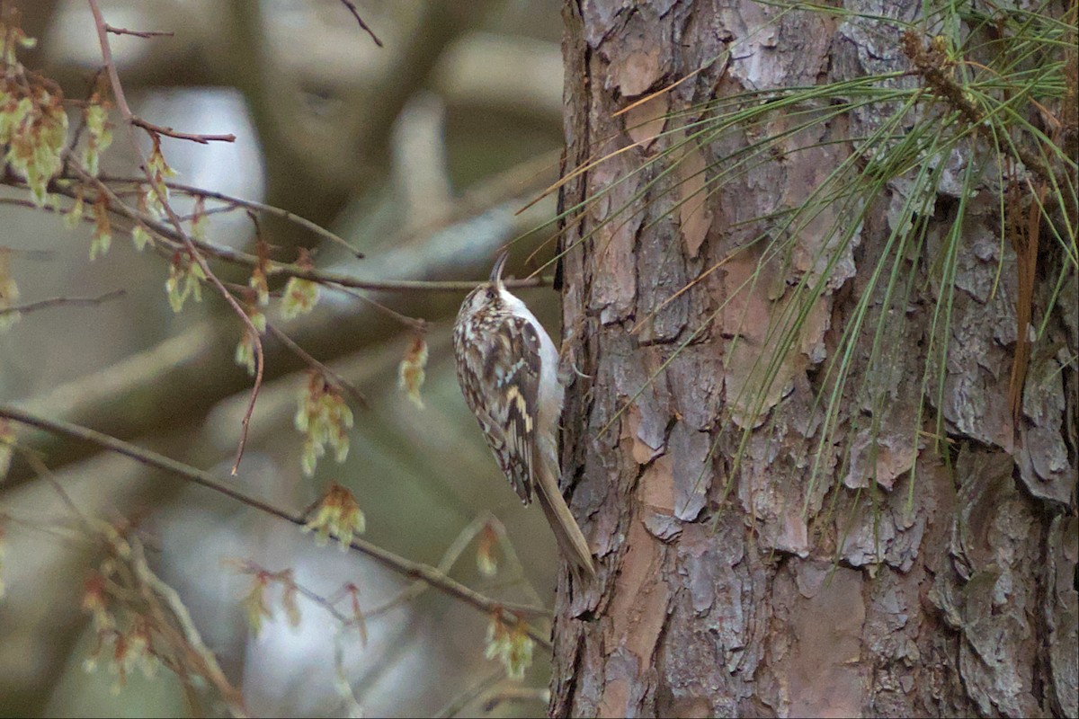 Brown Creeper - ML539854771