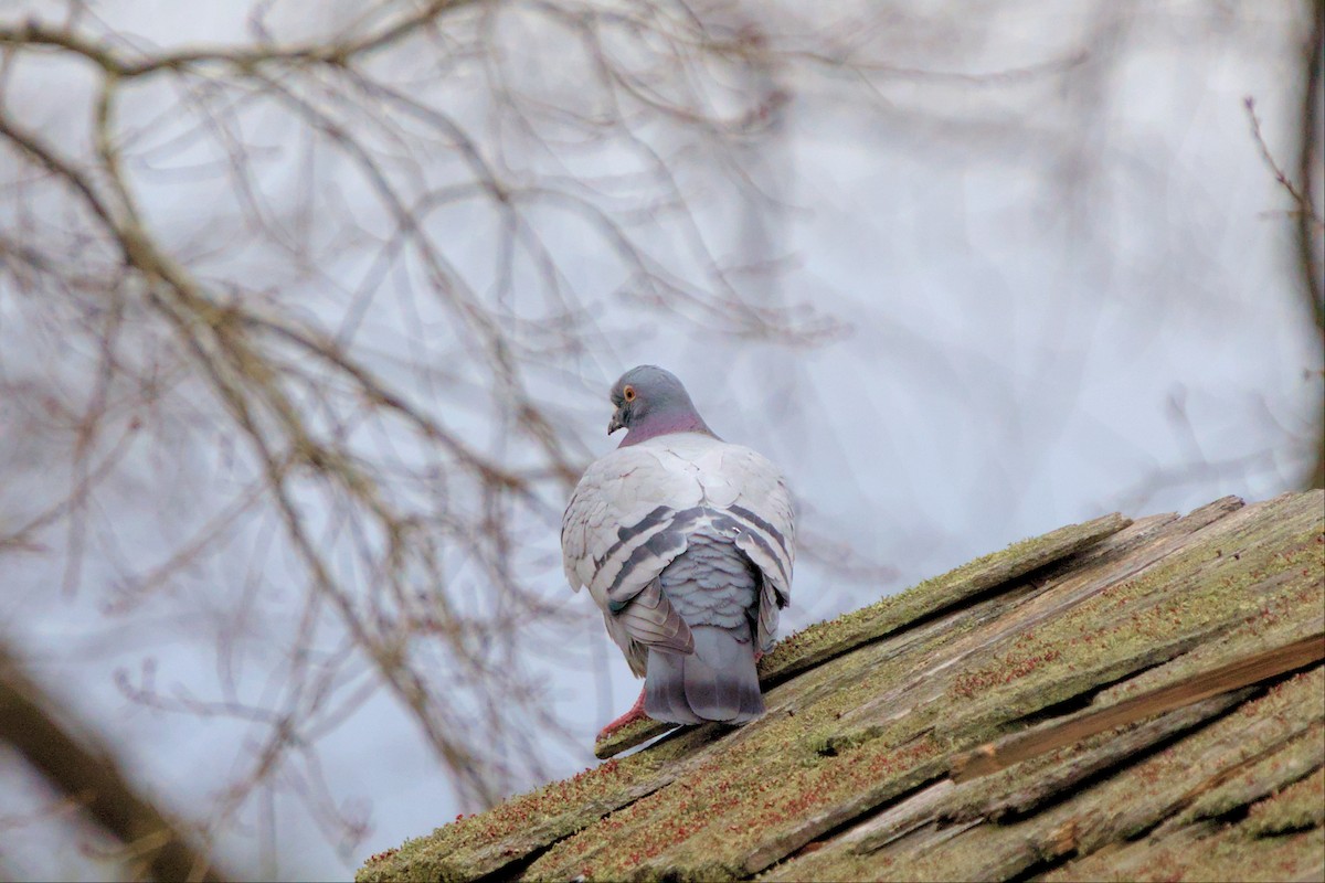 Rock Pigeon (Feral Pigeon) - ML539855071