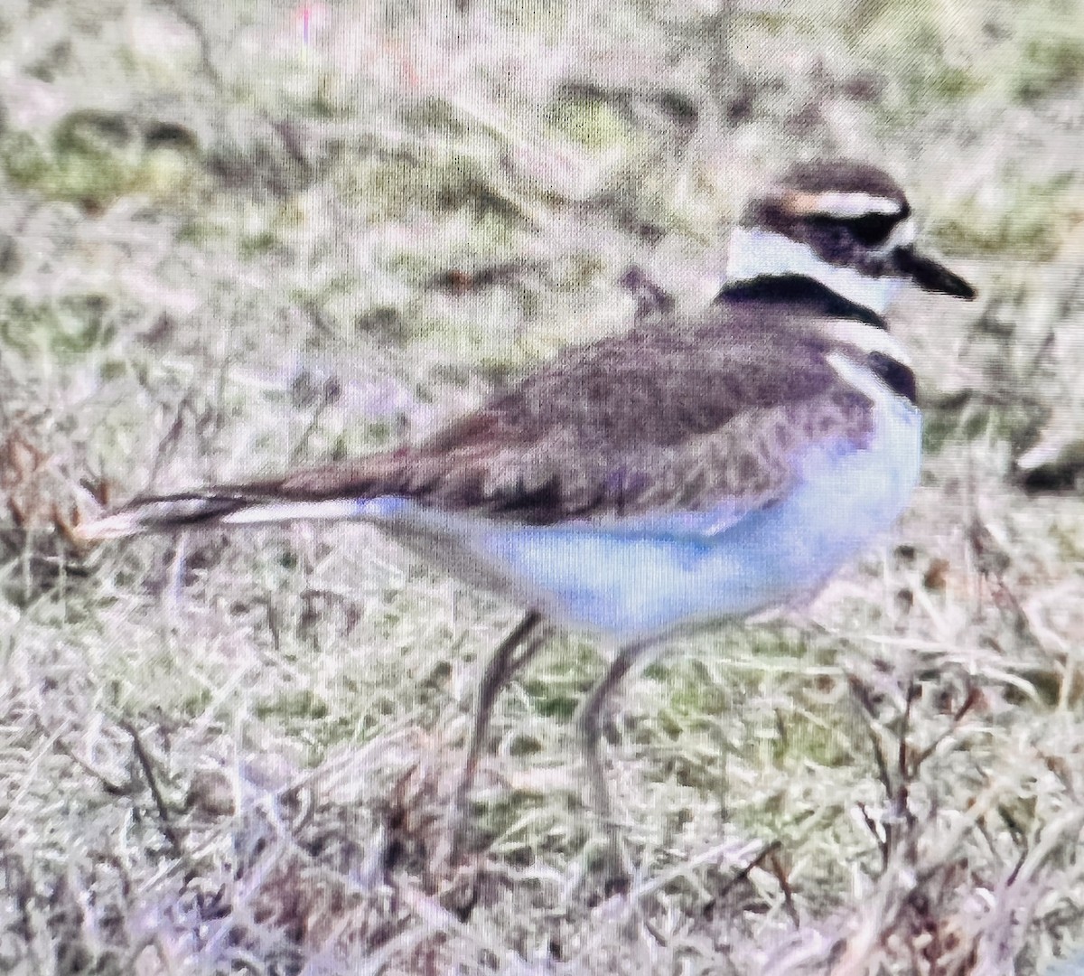 Killdeer - ML539855151