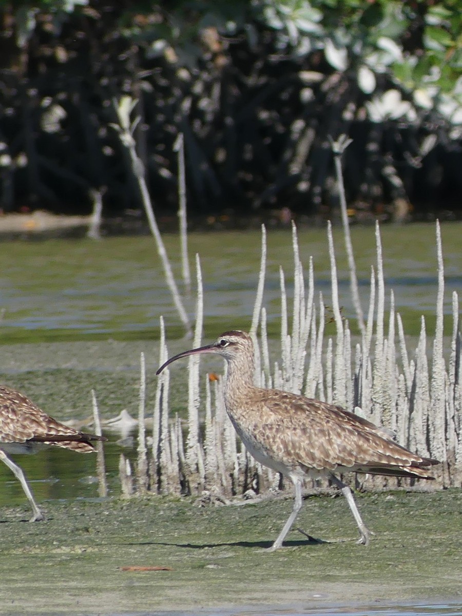 Whimbrel - ML539855301