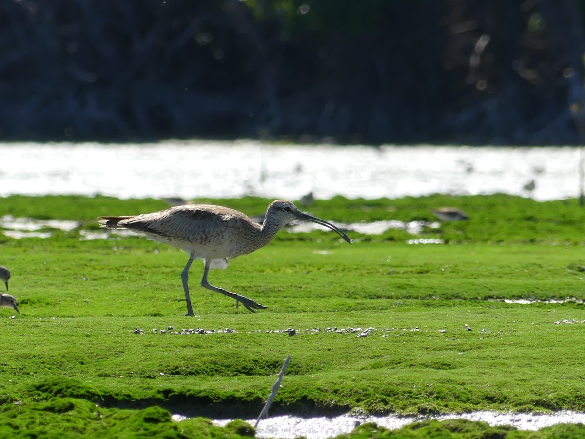 Whimbrel - ML539855311