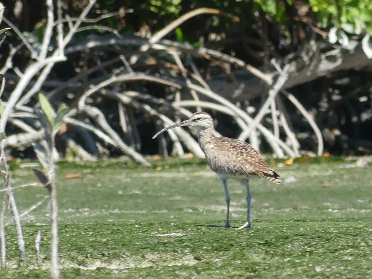 Whimbrel - ML539855321