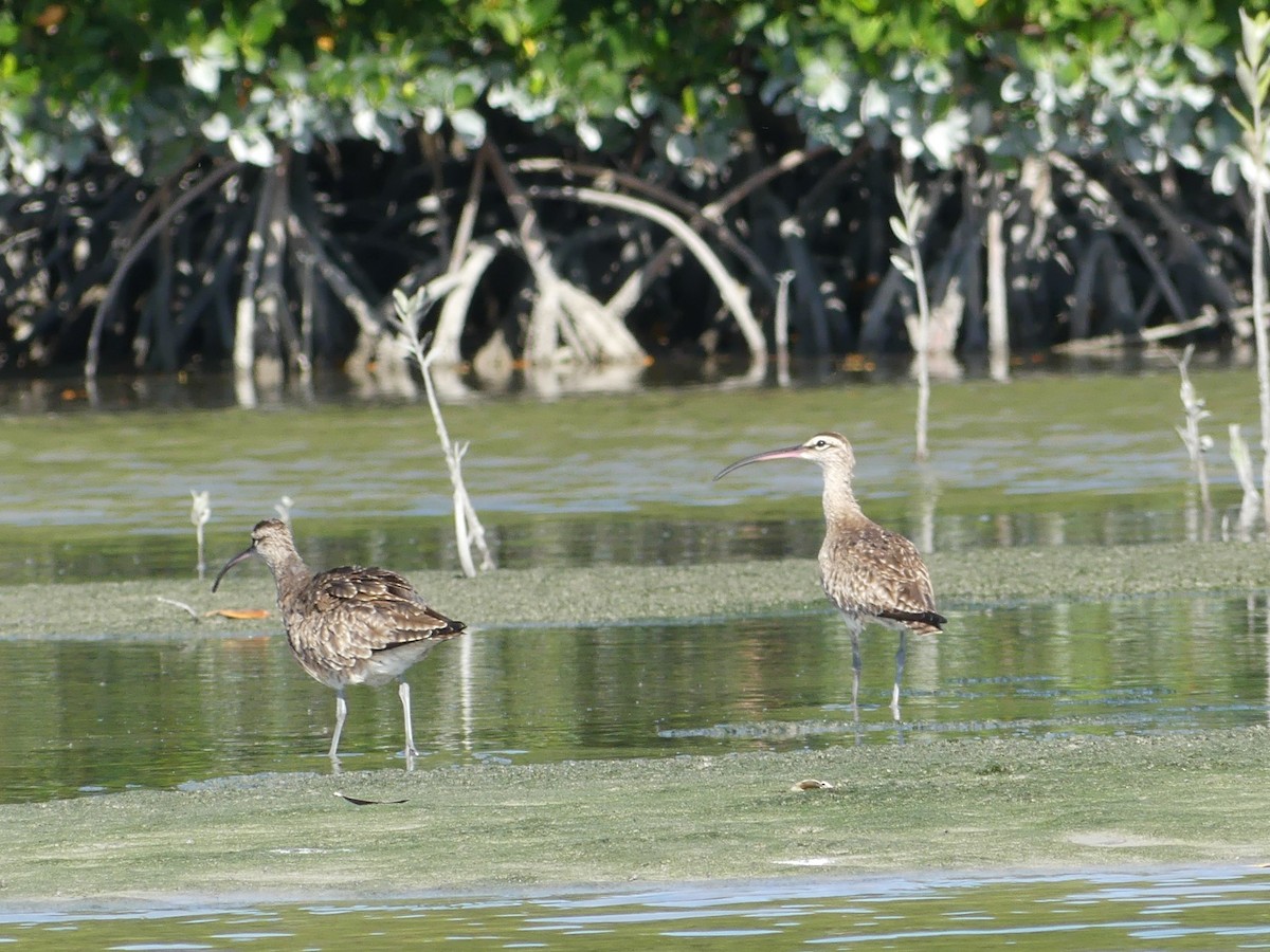 Whimbrel - ML539855331