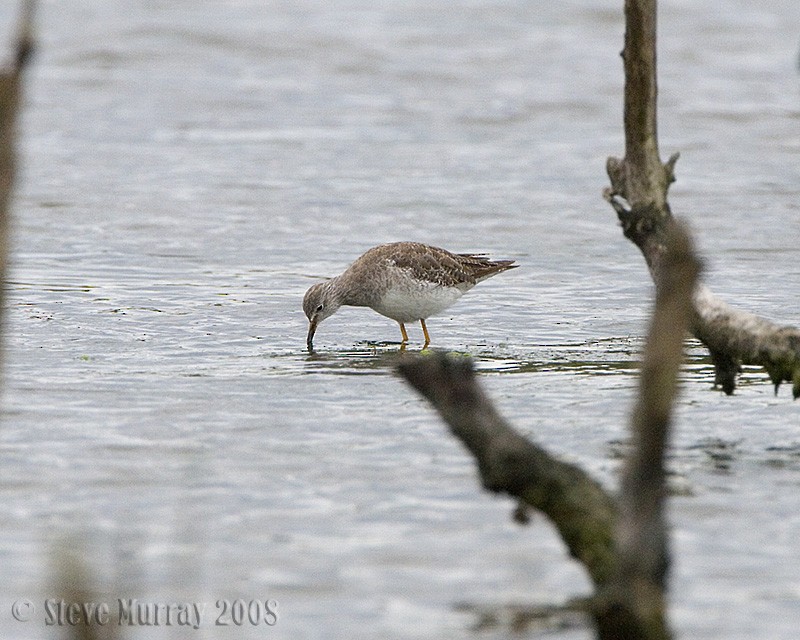 Lesser Yellowlegs - ML539855481