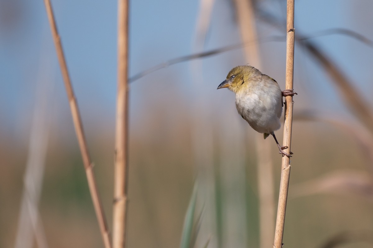 Black-headed Weaver - ML539855531