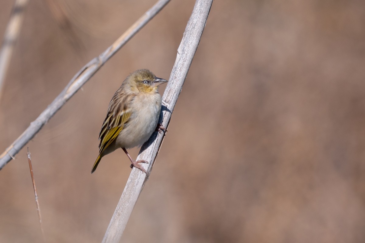 Black-headed Weaver - ML539855641