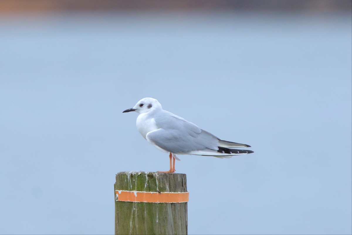 Bonaparte's Gull - ML539855681