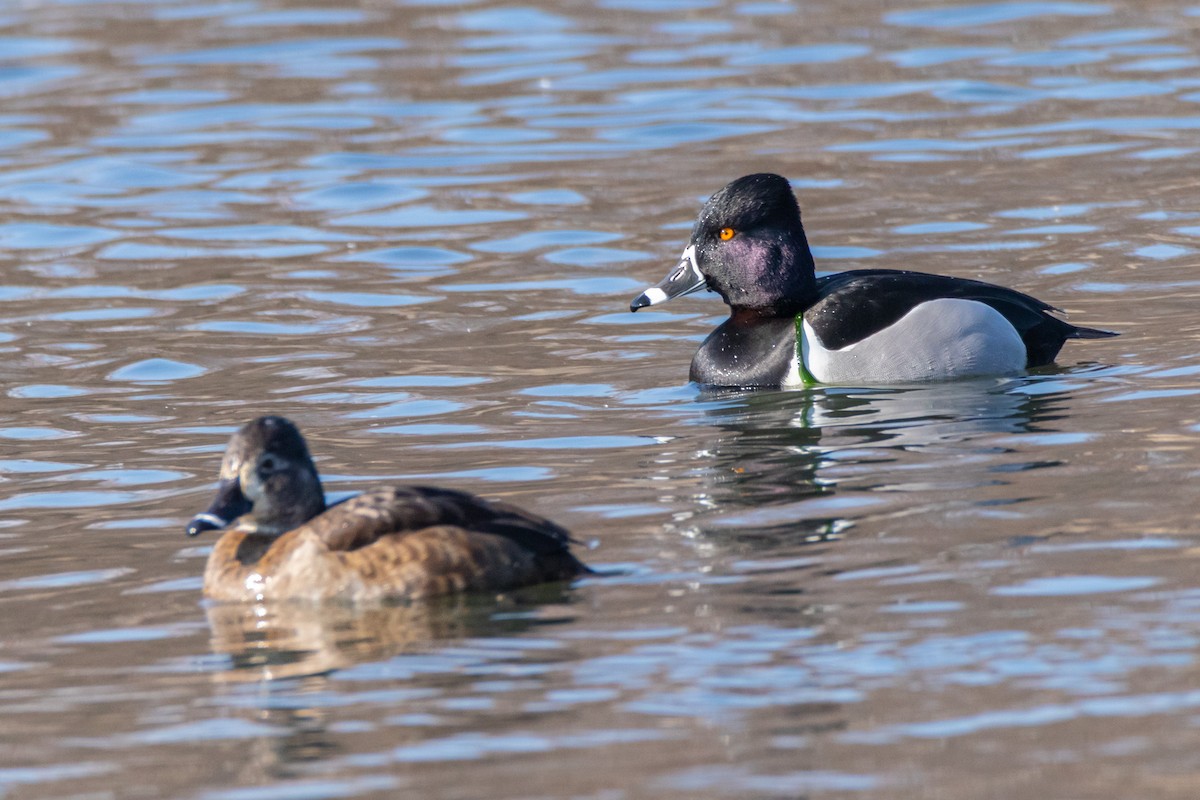 Ring-necked Duck - ML539856421