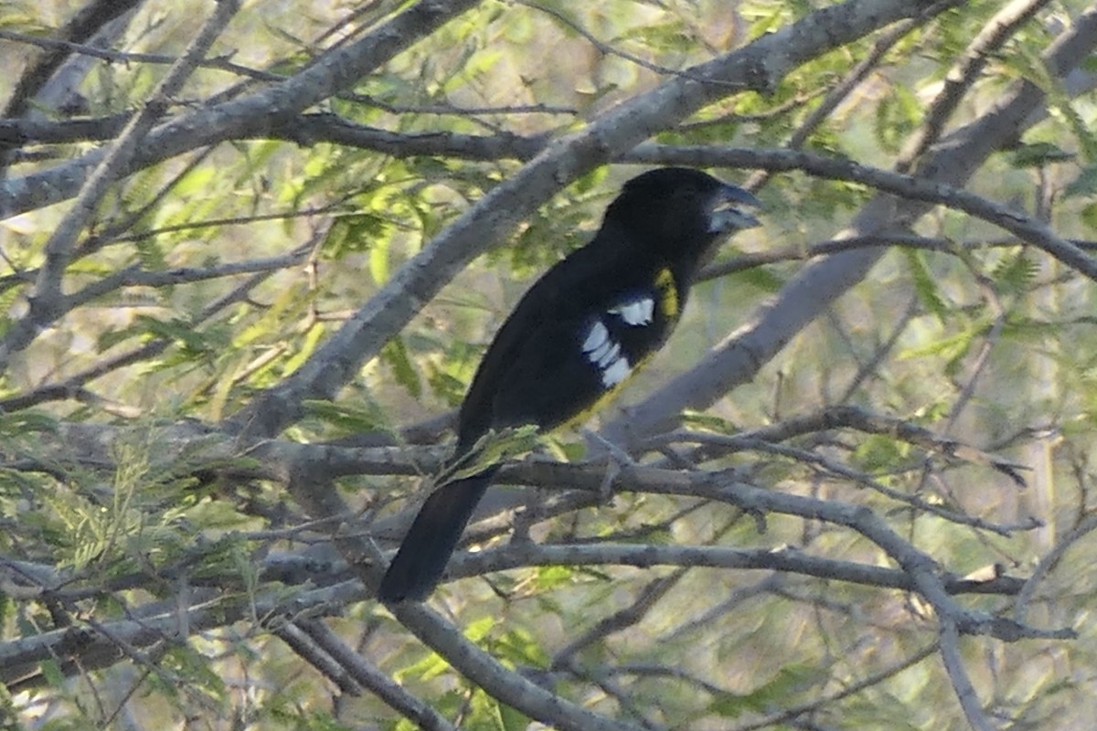 Black-backed Grosbeak - Peter Kaestner