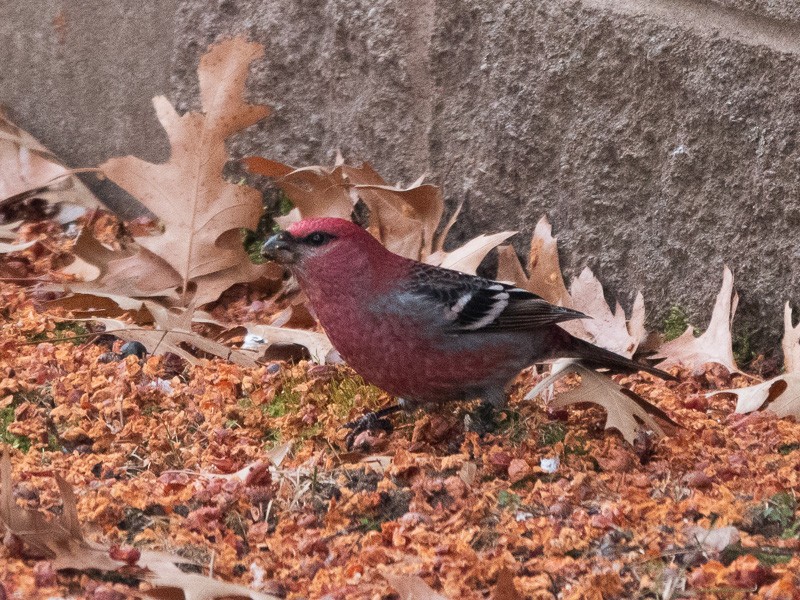 Pine Grosbeak - ML539857581