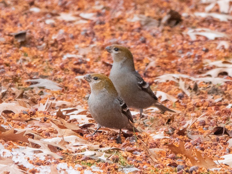 Pine Grosbeak - ML539857591