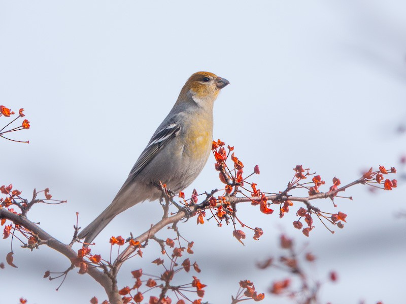 Pine Grosbeak - ML539857601