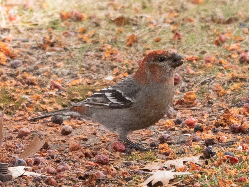 Pine Grosbeak - ML539857611