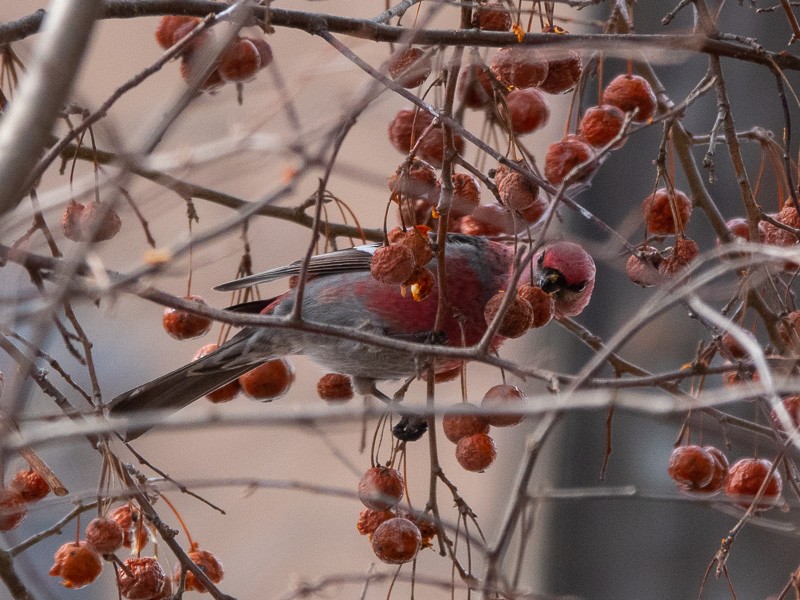 Pine Grosbeak - ML539857621