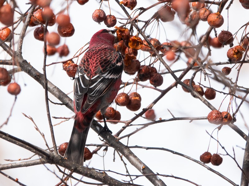 Pine Grosbeak - ML539857631