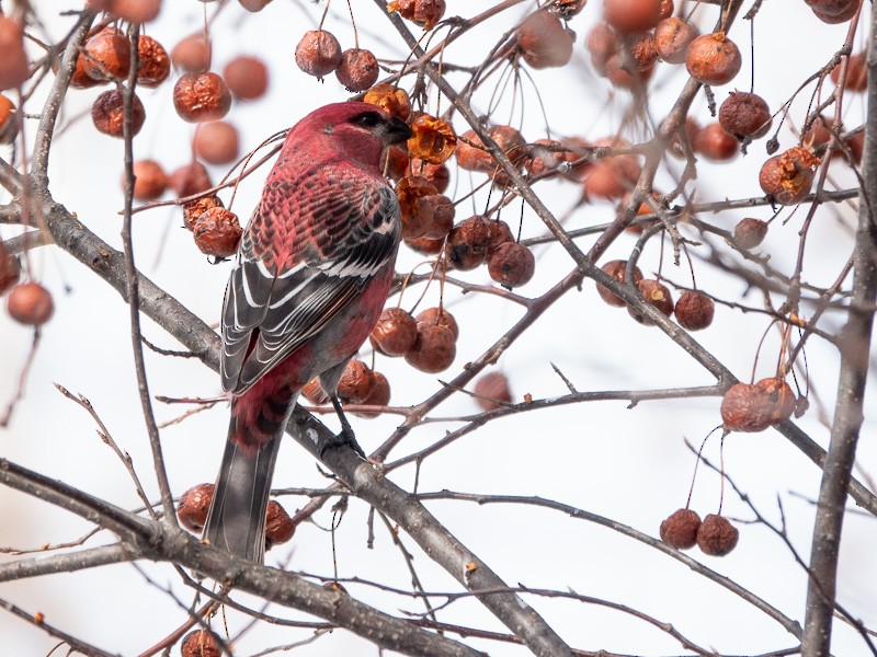 Pine Grosbeak - ML539857641