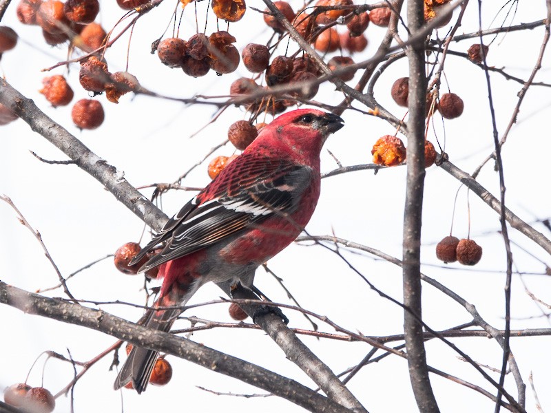 Pine Grosbeak - ML539857651