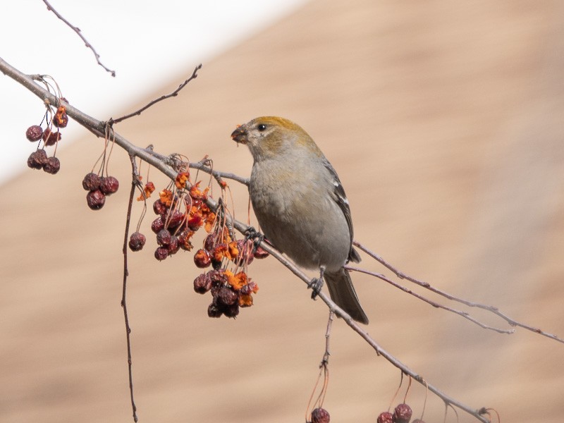 Pine Grosbeak - ML539859111