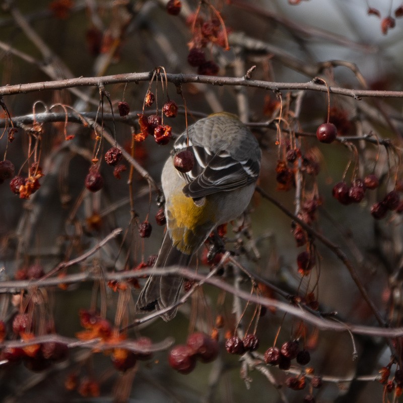 Pine Grosbeak - ML539859121