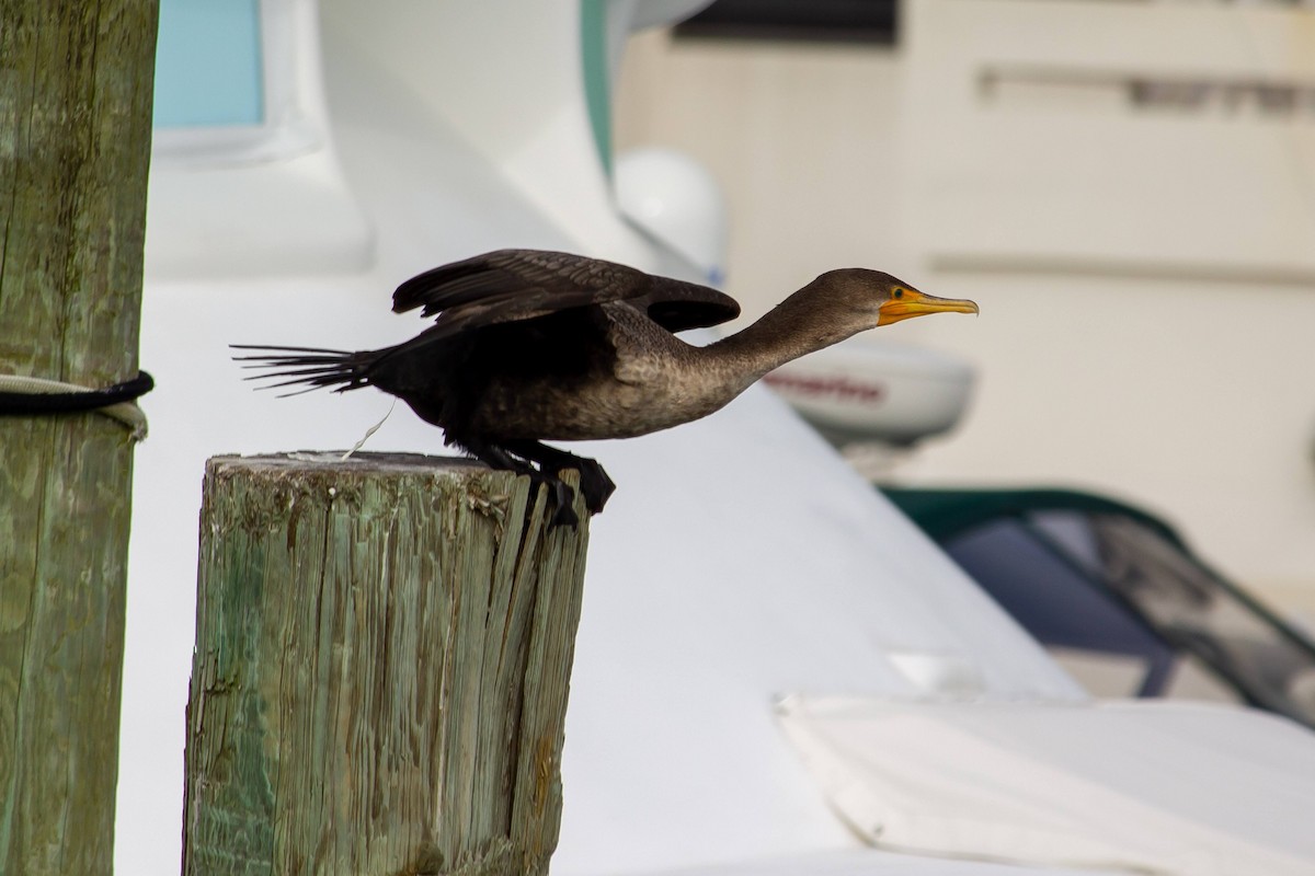 Double-crested Cormorant - ML539859331