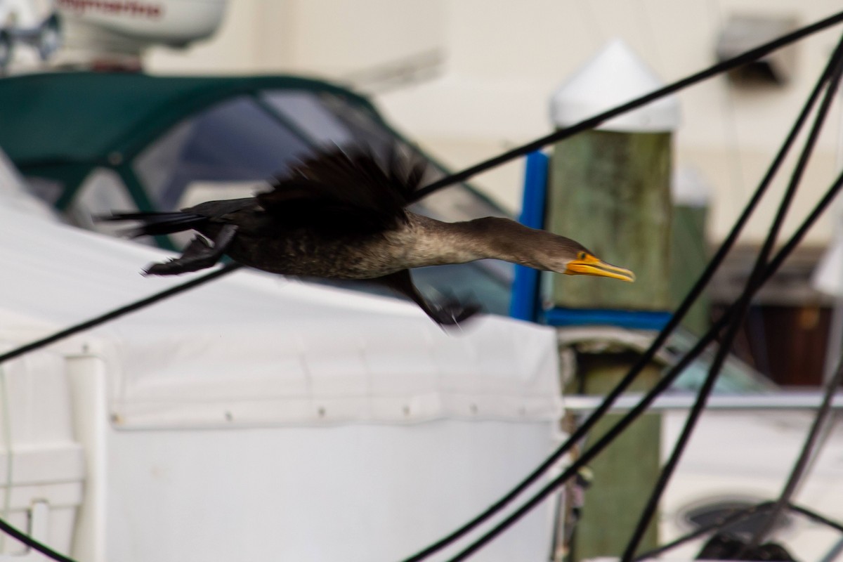 Double-crested Cormorant - ML539859341