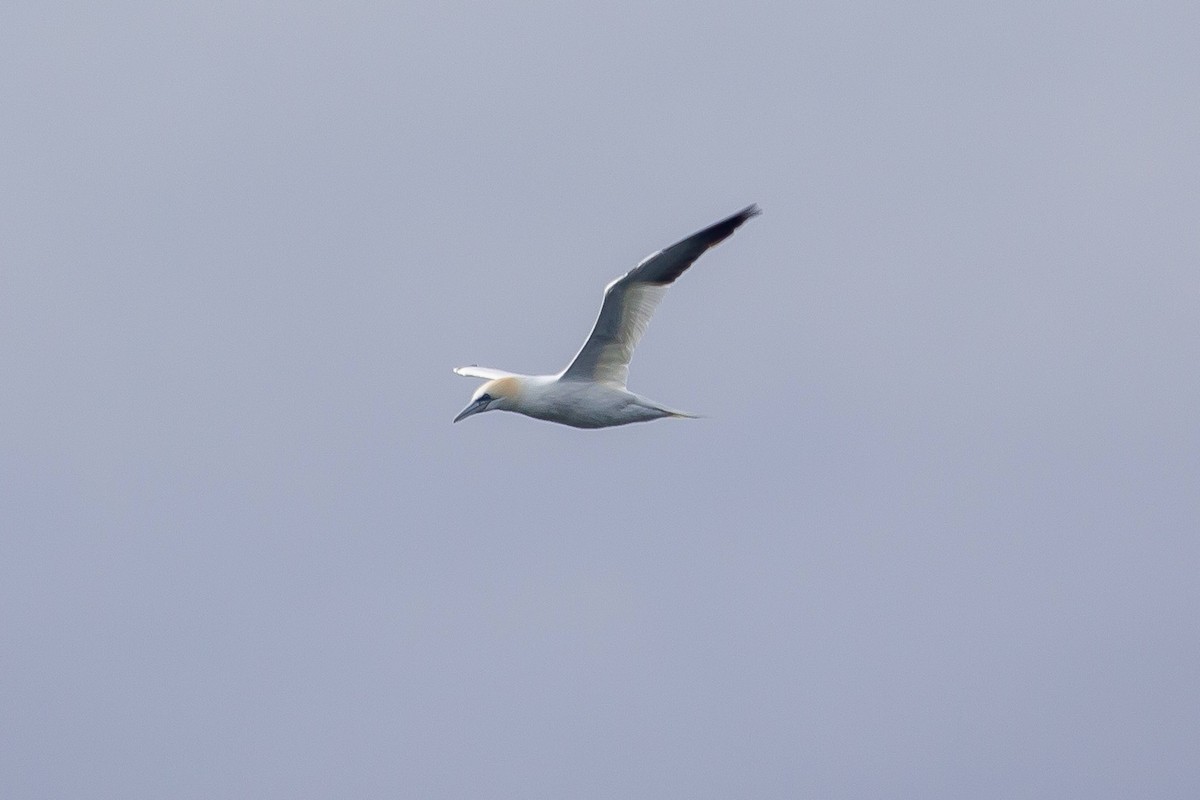 Northern Gannet - ML539859641