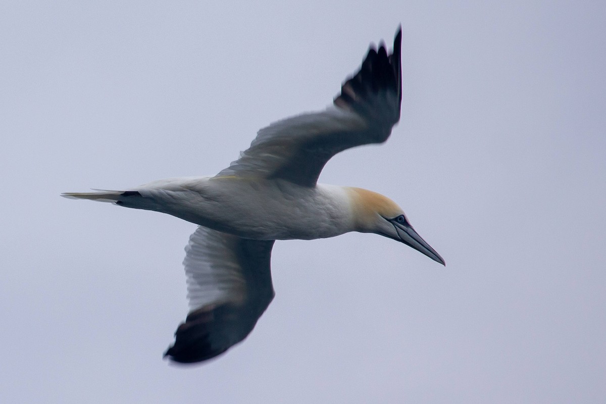 Northern Gannet - ML539859661