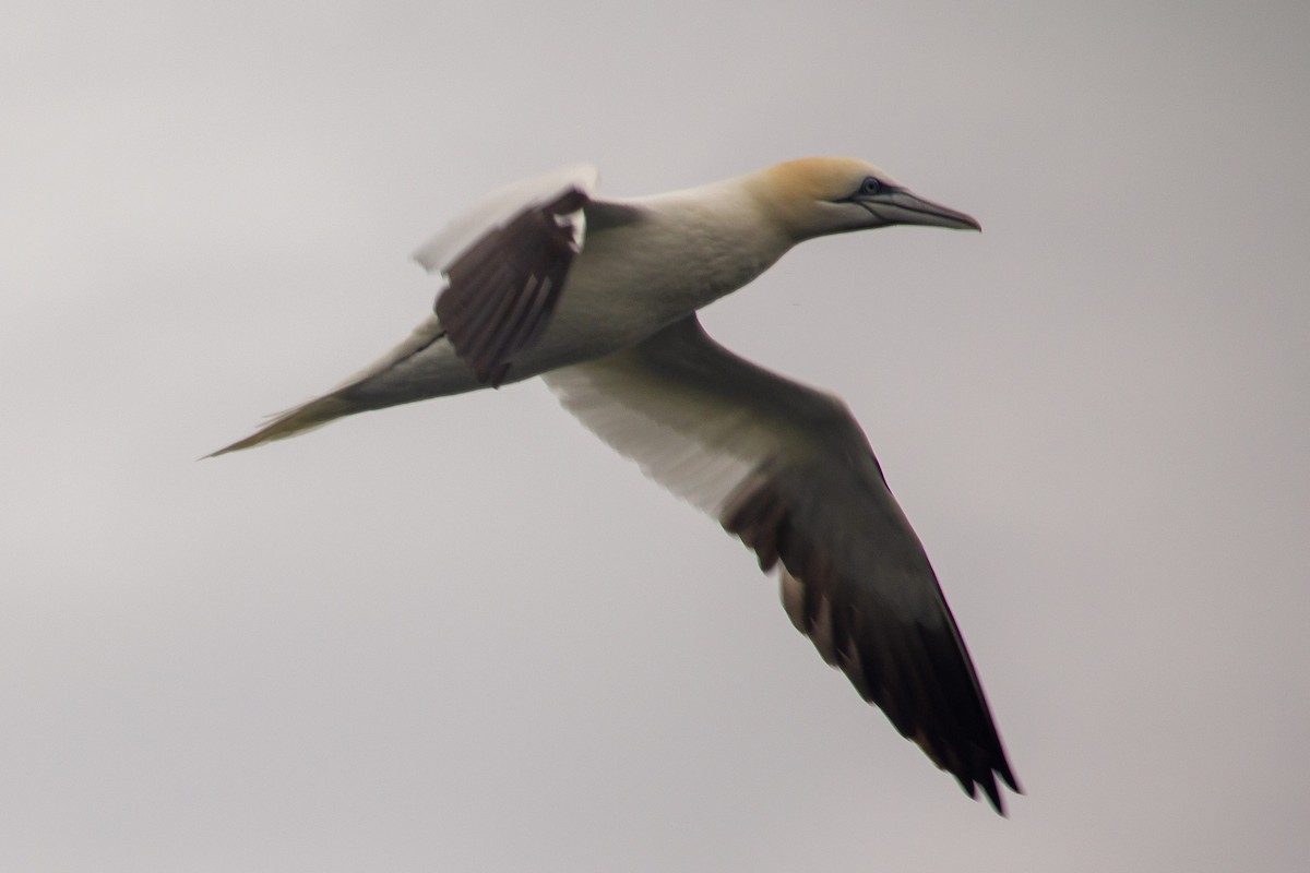 Northern Gannet - ML539859671